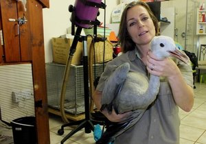 Blou Kraanvoel sal herstel